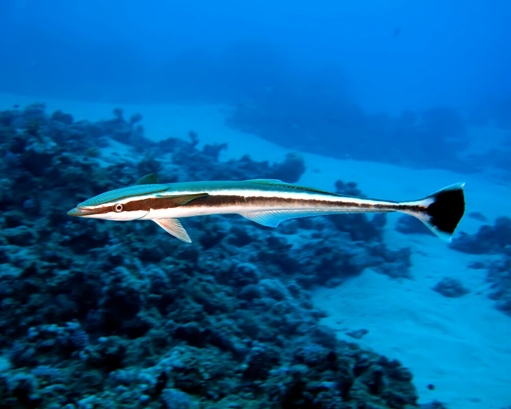 Découvrez le rémora rayé (Echeneis naucrates), un poisson marin reconnaissable à sa ventouse sur la tête, qui lui permet de se fixer à de grands animaux marins et de profiter de leurs déplacements.
