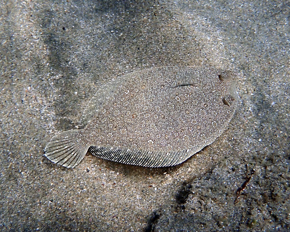 The wide-eyed flounder (Bothus podas) The wide-eyed flounder (Bothus podas)