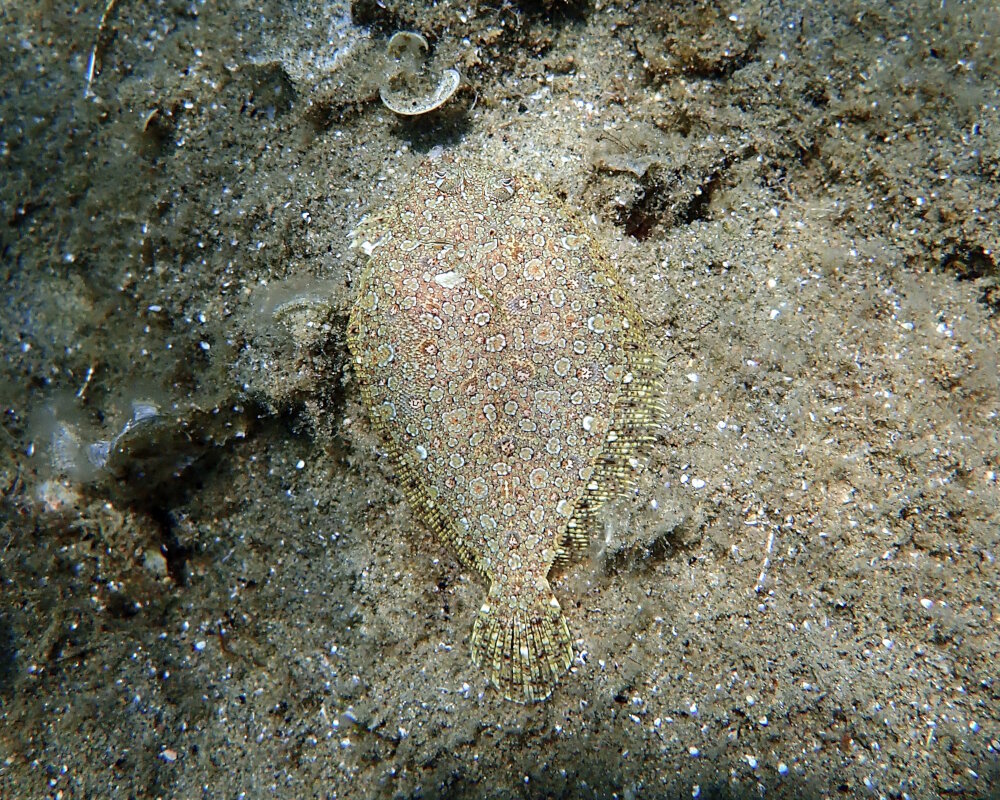 The wide-eyed flounder (Bothus podas) The wide-eyed flounder (Bothus podas)
