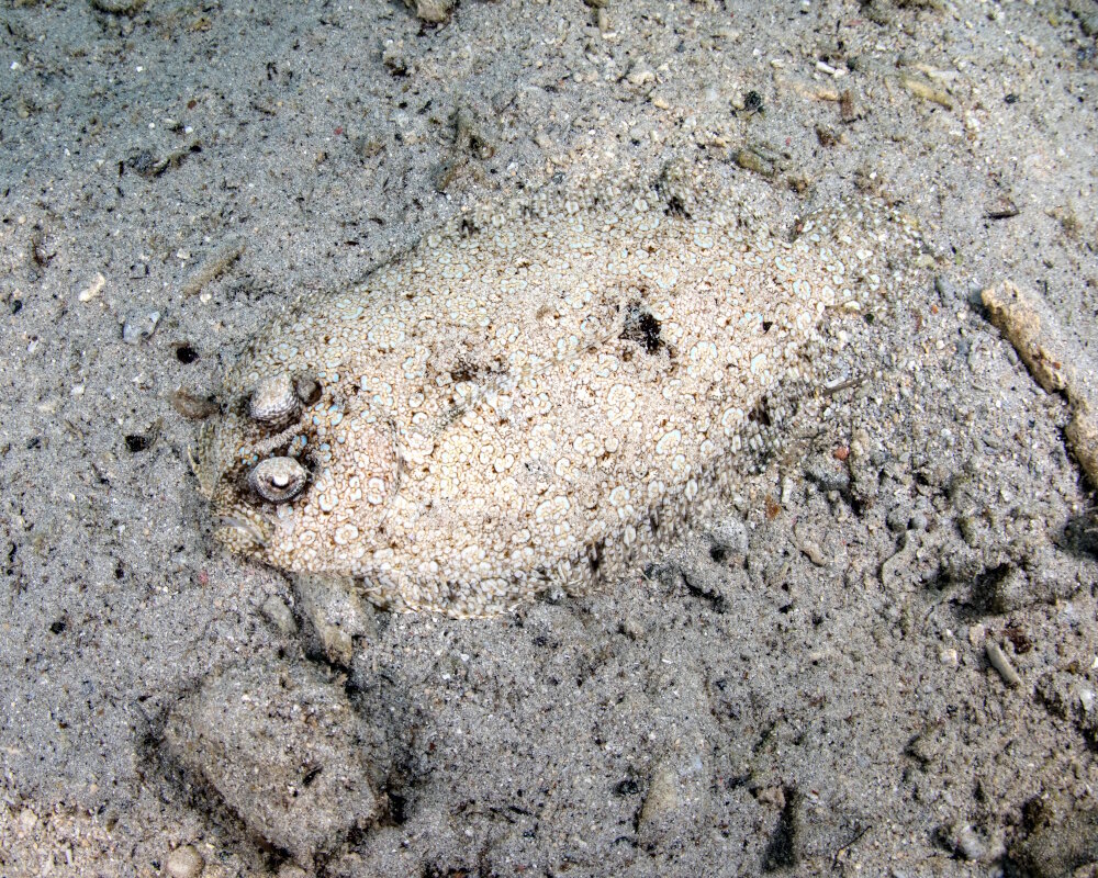 The leopard flounder (Bothus pantherinus)