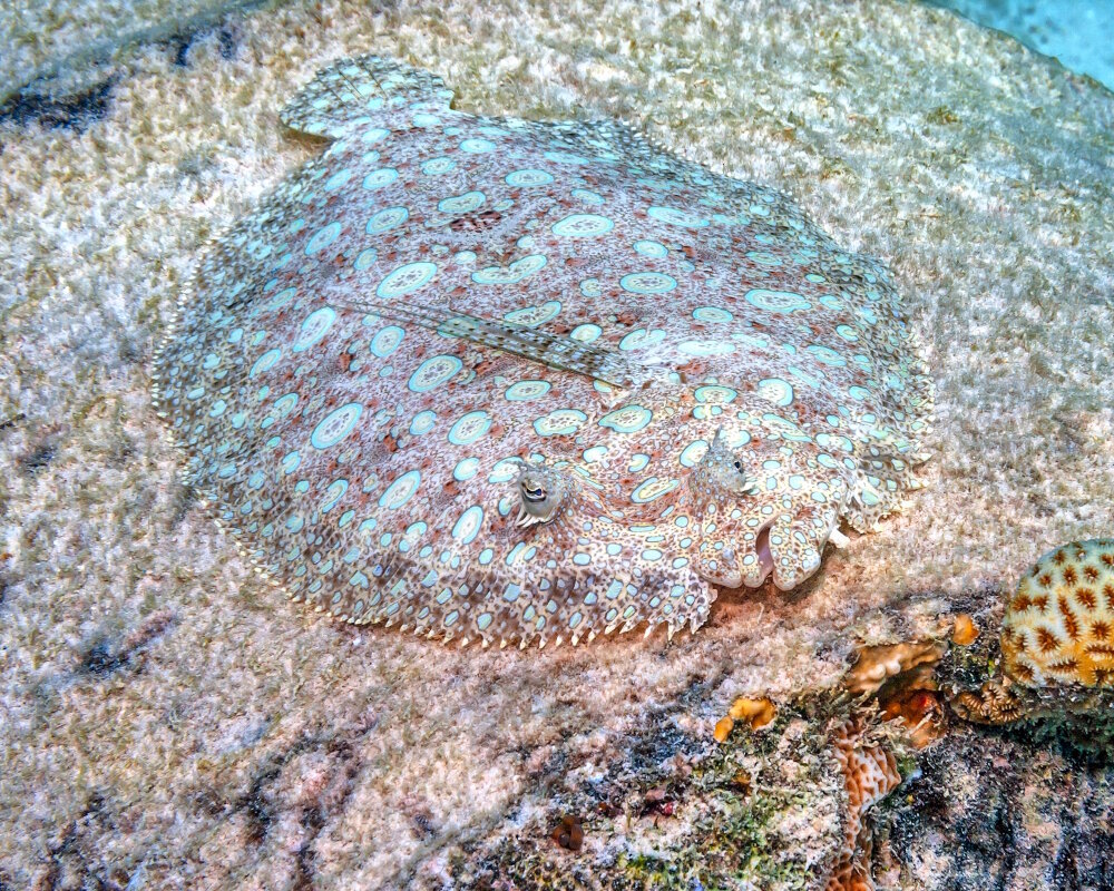 The tropical flounder (Bothus mancus)