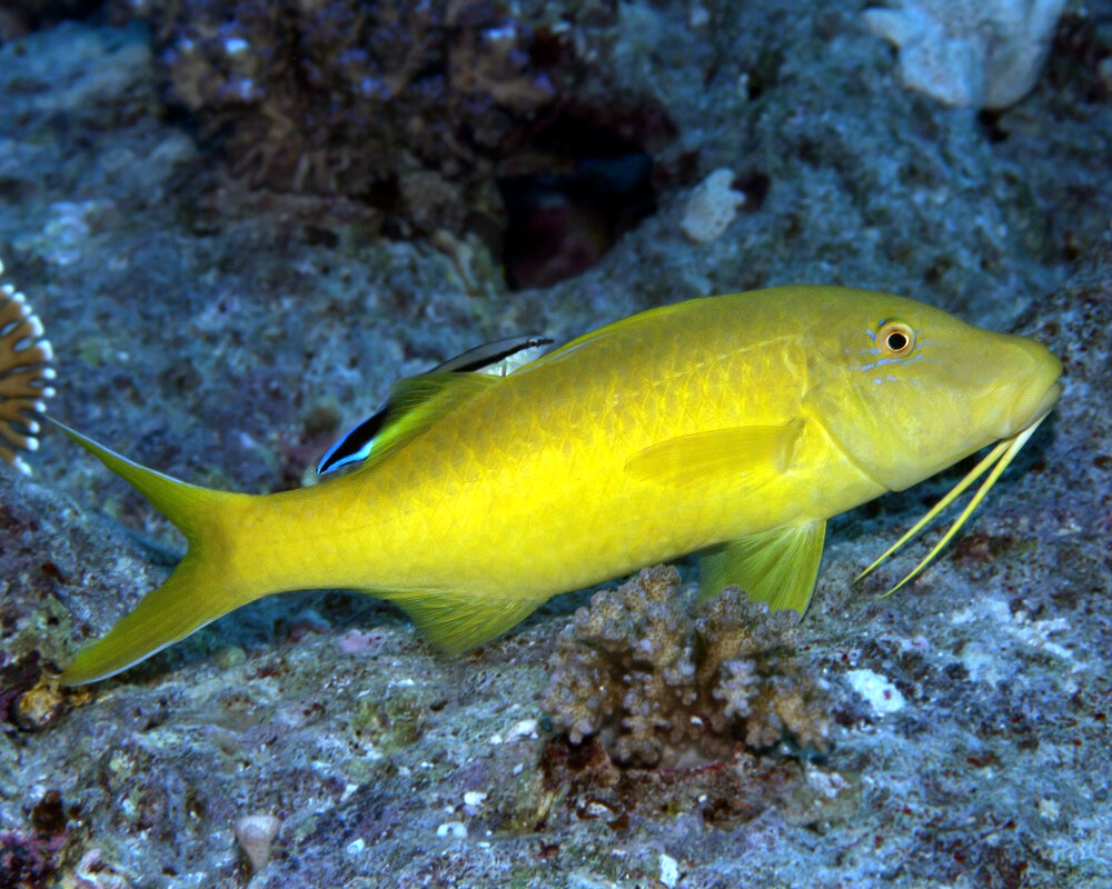 The yellowsaddle goatfish (Parupeneus cyclostomus)