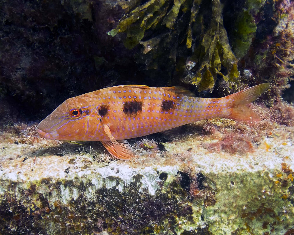 The spotted goatfish (Pseudupeneus maculatus)
