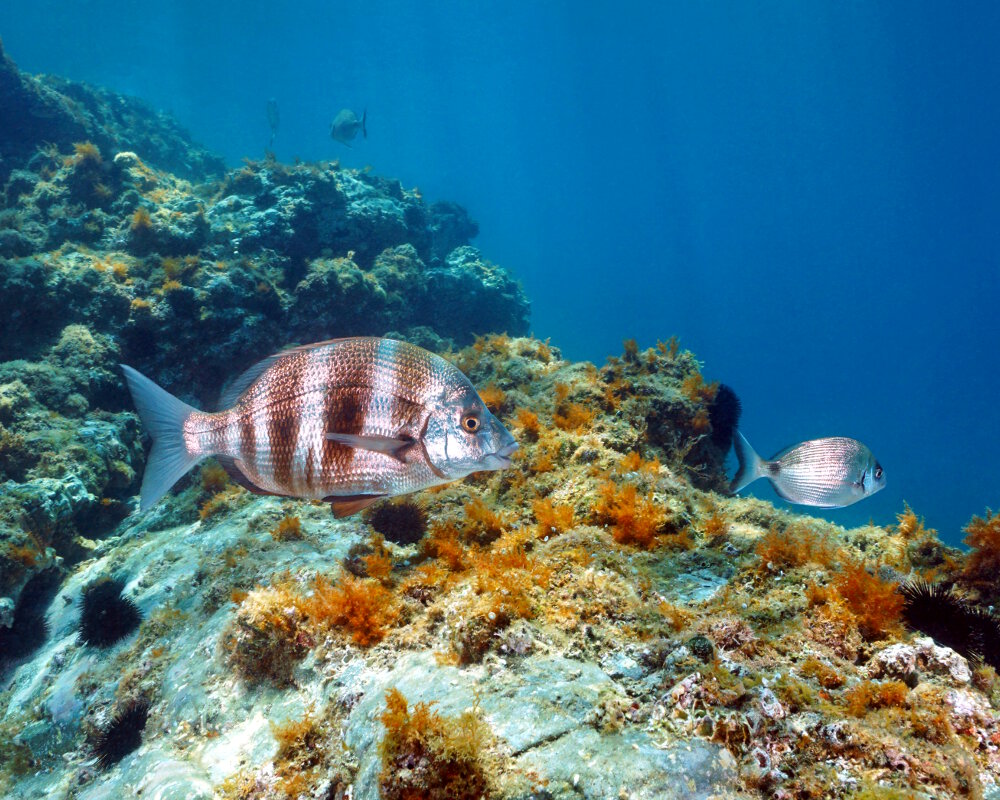 Le sar tambour (Diplodus cervinus)