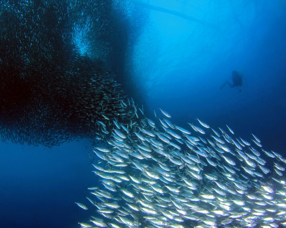 La sardinelle de Balí (Sardinella lemuru)