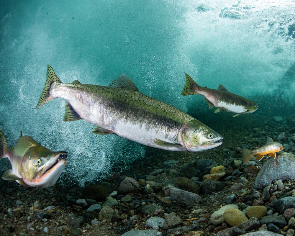 Le saumon rose du Pacifique (Oncorhynchus gorbuscha)