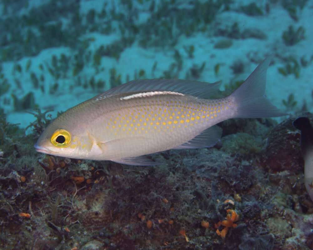 Le scolopsis à taches orange (Scolopsis ciliata)