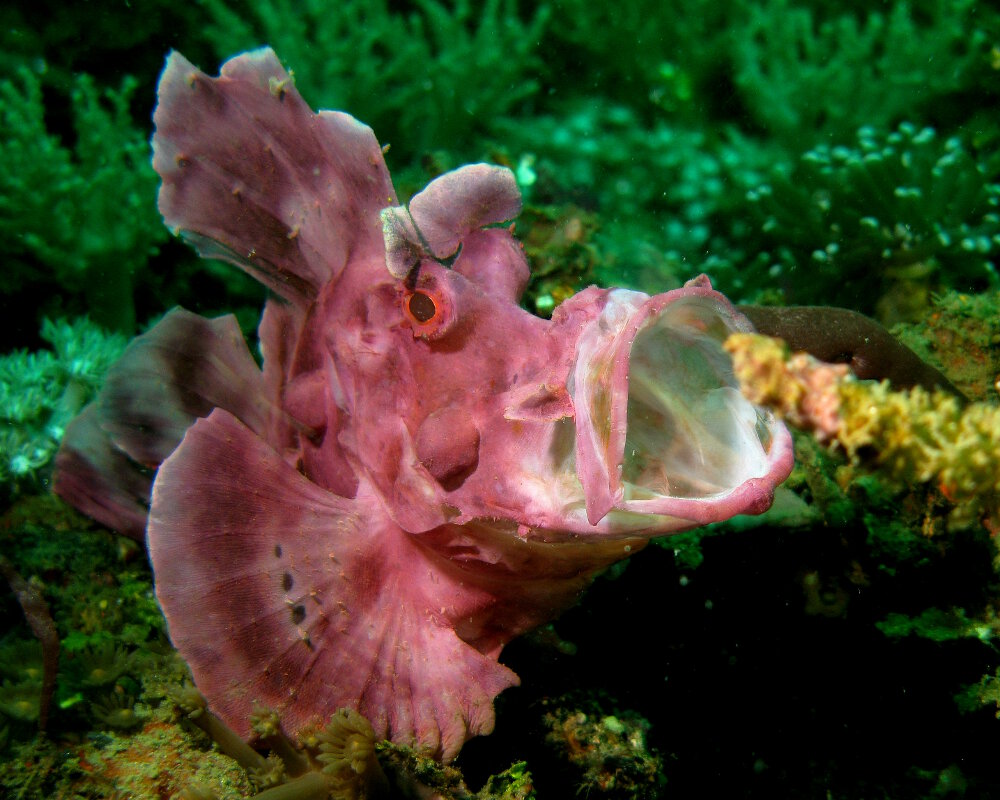 Le poisson scorpion d'Eschmeyer (Rhinopias eschmeyeri) Le poisson scorpion d'Eschmeyer (Rhinopias eschmeyeri)