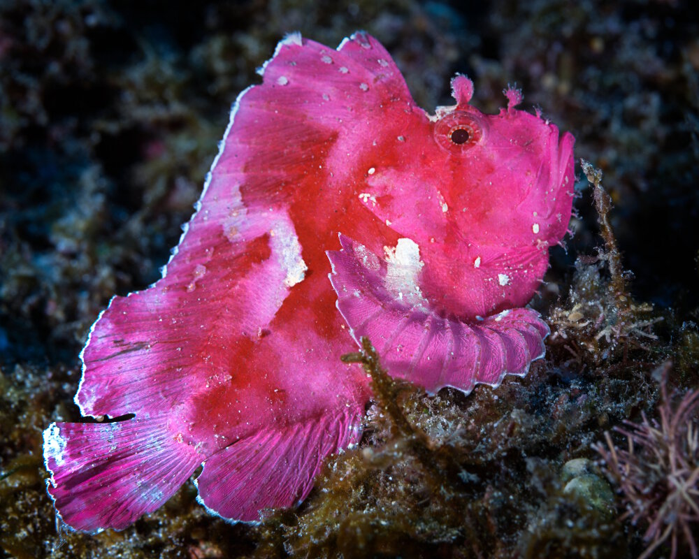 Le poisson scorpion feuille (Taenianotus triacanthus)