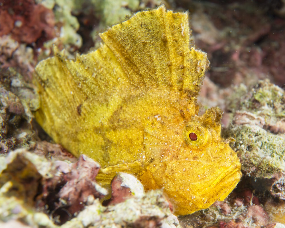 Le poisson scorpion feuille jaune (Taenianotus triacanthus)