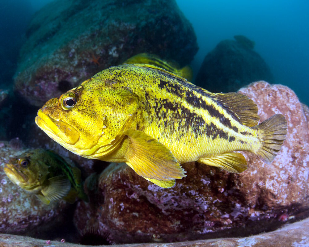 Le sébaste jaune à trois bandes (Sebastes trivittatus)