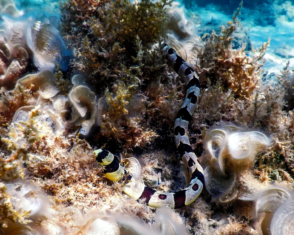 La serpentine à bandes (Myrichthys colubrinus)
