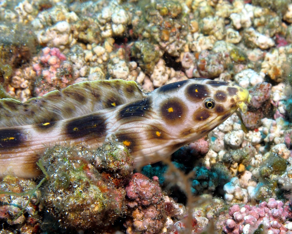 La serpentine léopard (Myrichthys pardalis)