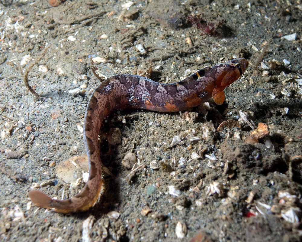La sigouine mantelée (Pholis ornata)