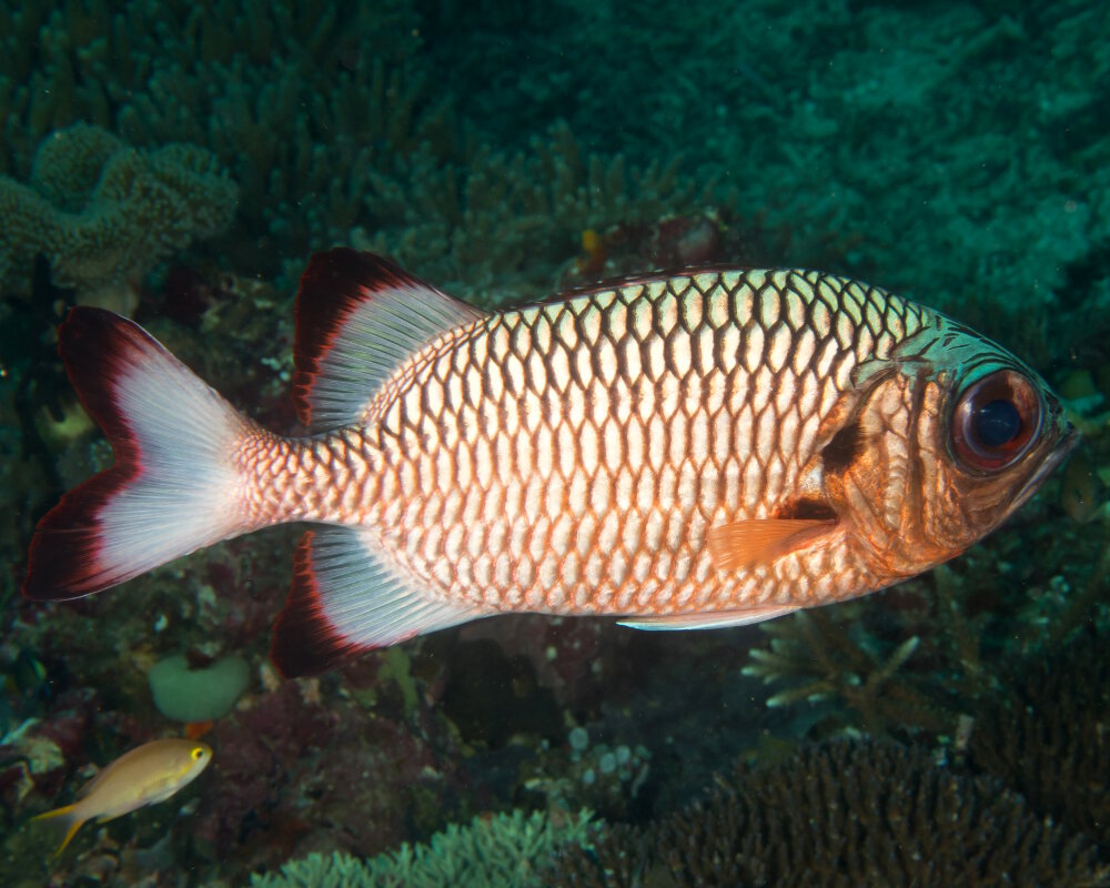 Le poisson soldat à nageoires ombrées (Myripristis adusta)