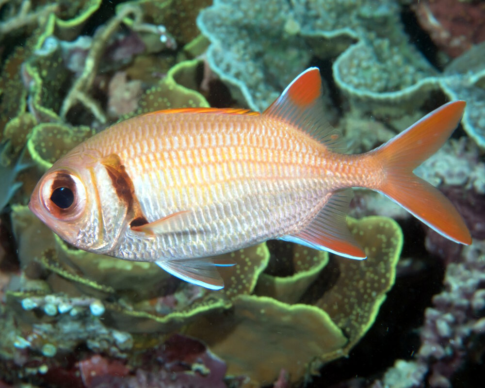 Le poisson soldat pomme de pin (Myripristis murdjan)