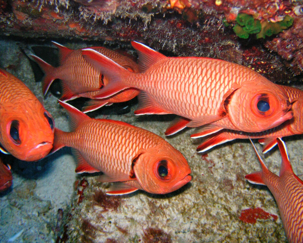 Le poisson soldat rouge (Myripristis pralinia)