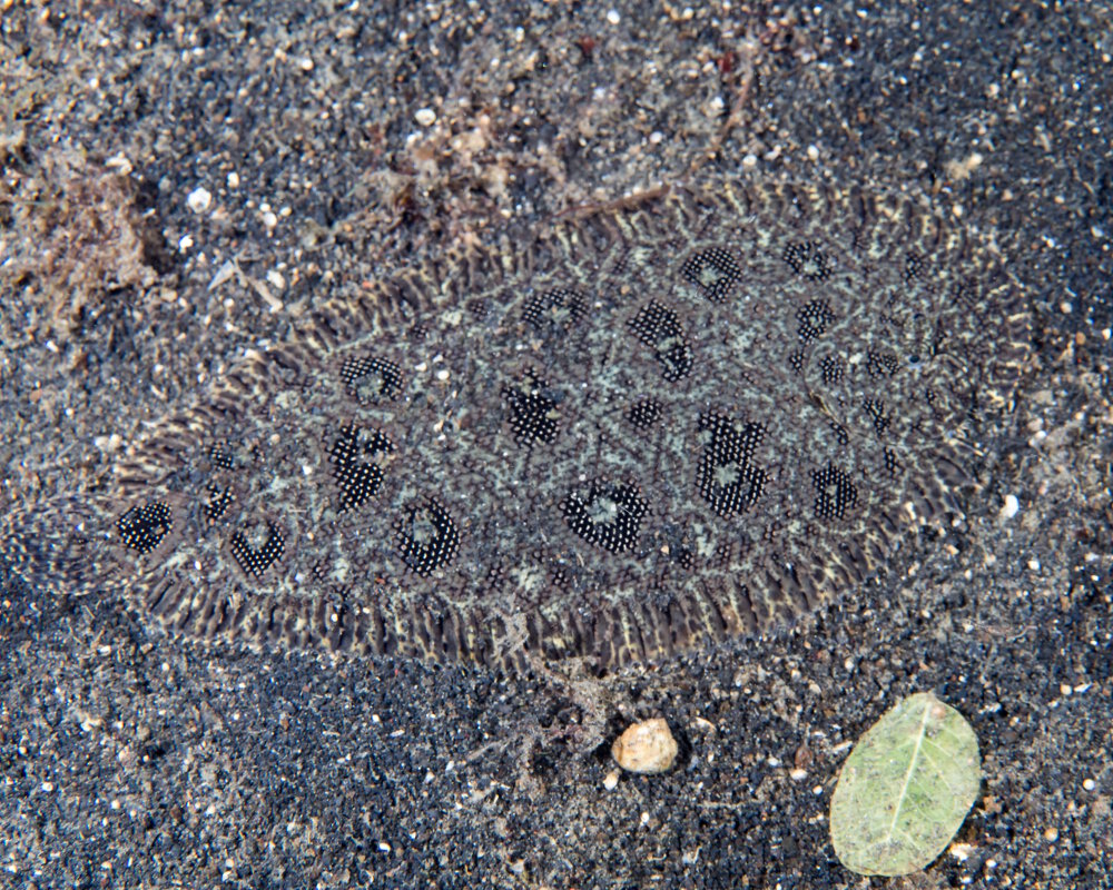 La sole à nez crochu (Heteromycteris hartzfeldii)