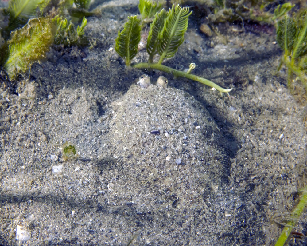 The eyed flounder (Bothus ocellatus)