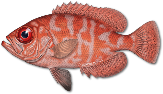 The glasseye snapper (Heteropriacanthus cruentatus)
