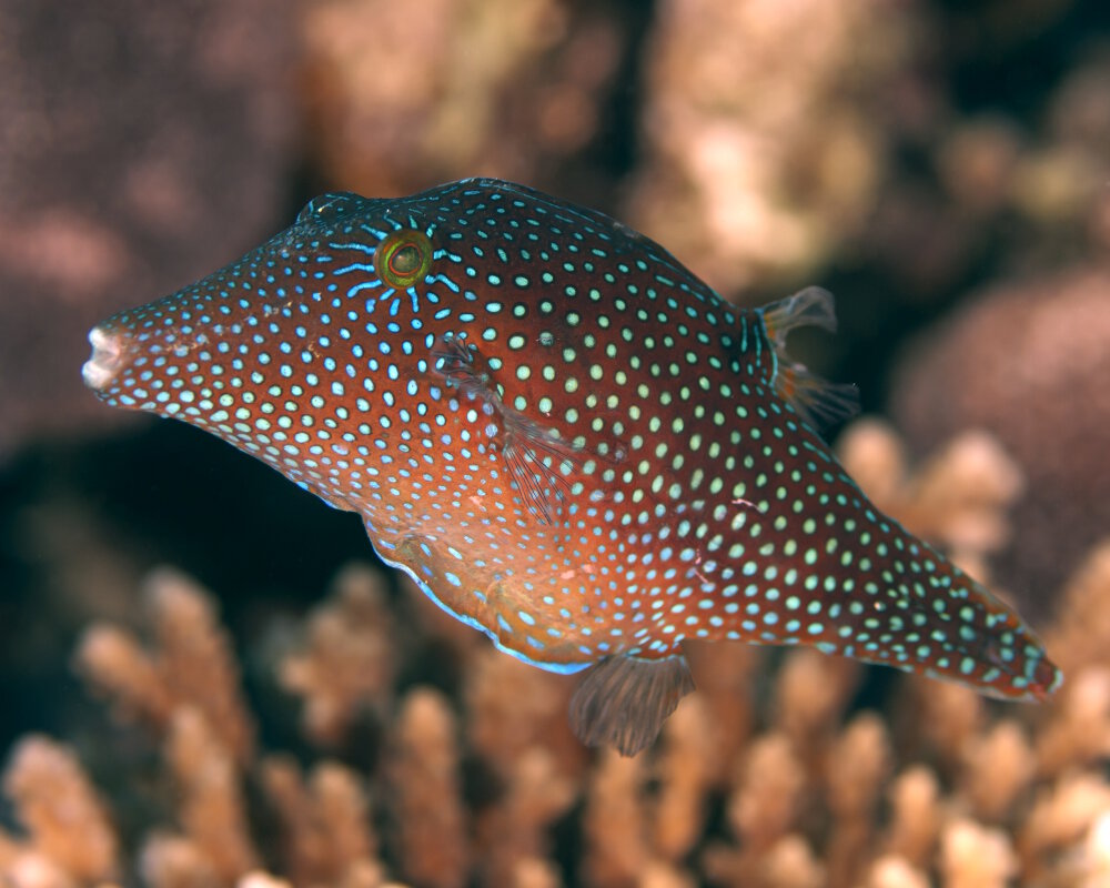 Le souffleur perlé (Canthigaster margaritata) Le souffleur perlé (Canthigaster margaritata)