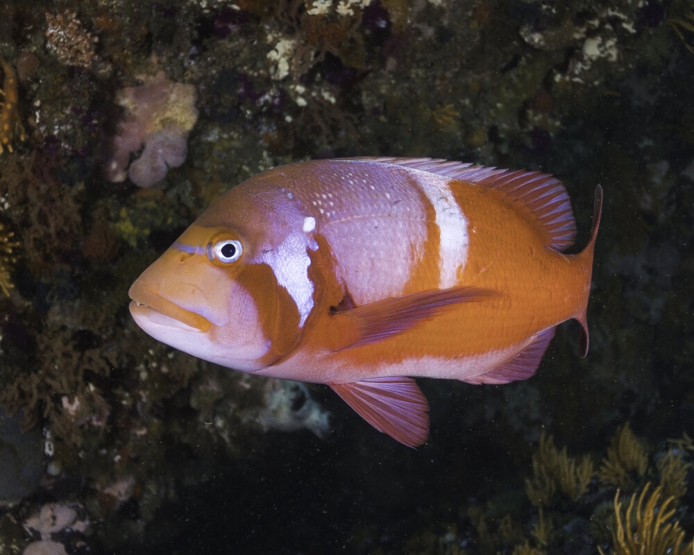 The roman seabream (Chrysoblephus laticeps)