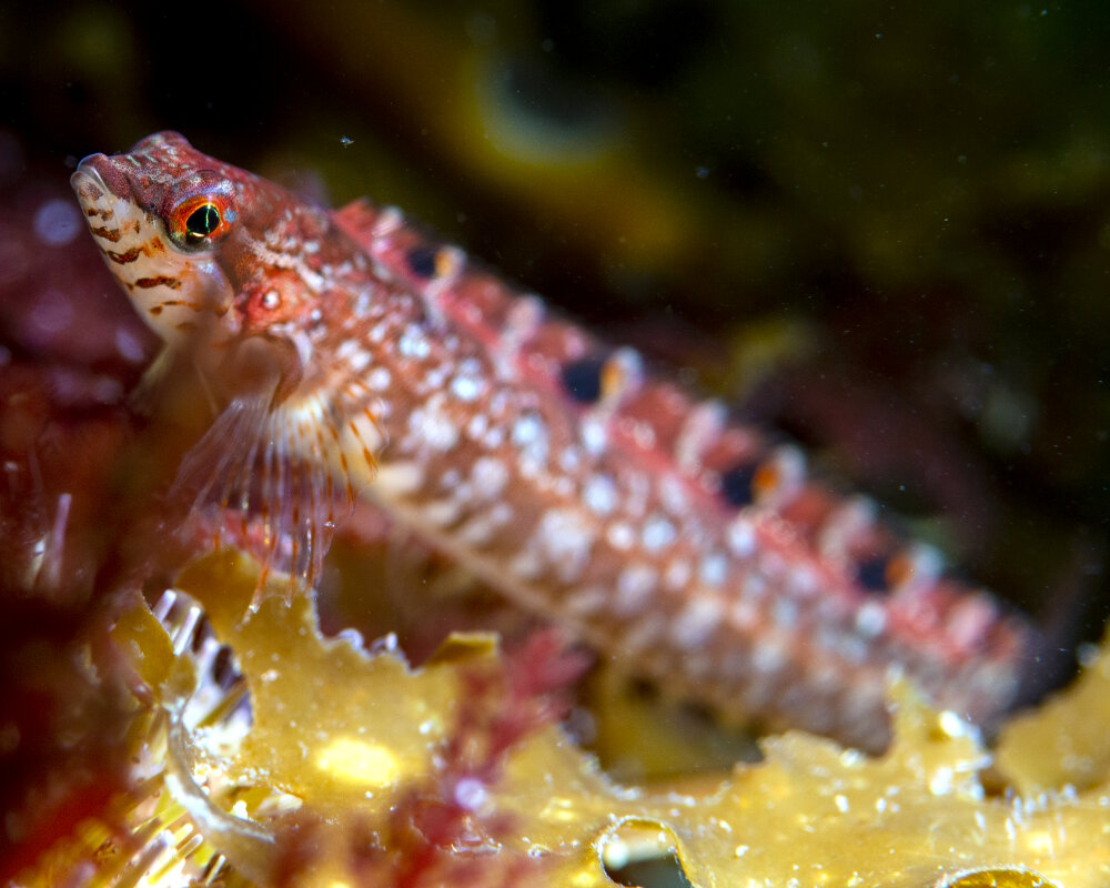 La stichée arctique (Stichaeus punctatus)