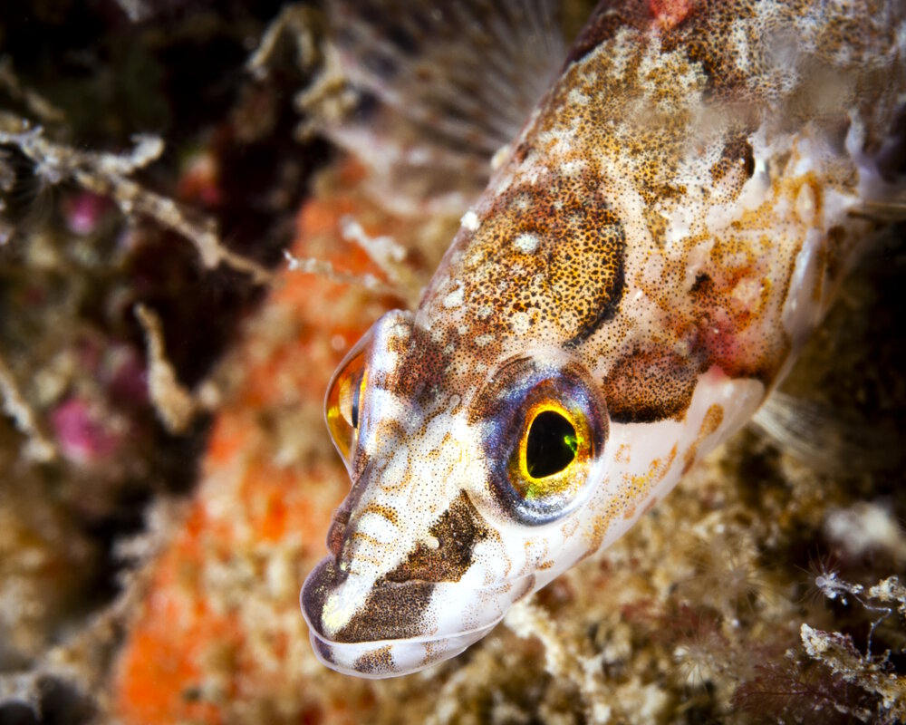 La stichée arctique (Stichaeus punctatus)