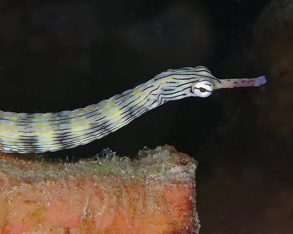 Le syngnathe gribouillé (Corythoichthys intestinalis)