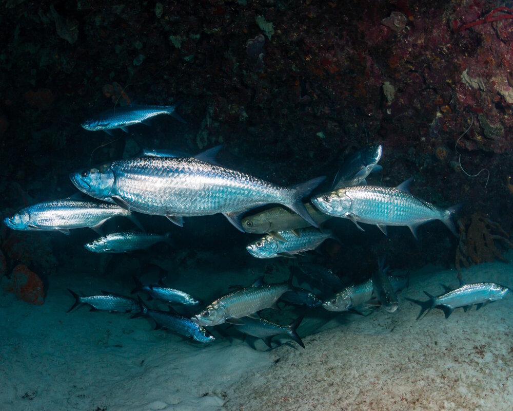 The atlantic tarpon (Megalops atlanticus)