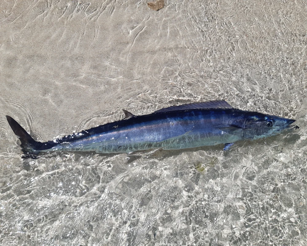 The wahoo (Acanthocybium solandri) is a large fish with a streamlined body and silvery flanks marked with blue bars