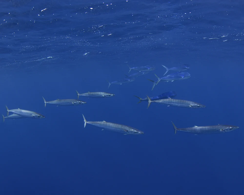 A small, scattered group of wahoo accompanied by mahi-mahi near the surface
