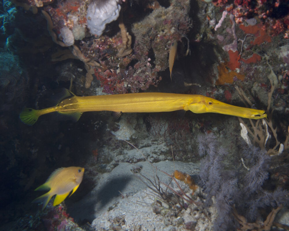 Le poisson trompette chinois (Aulostomus chinensis)