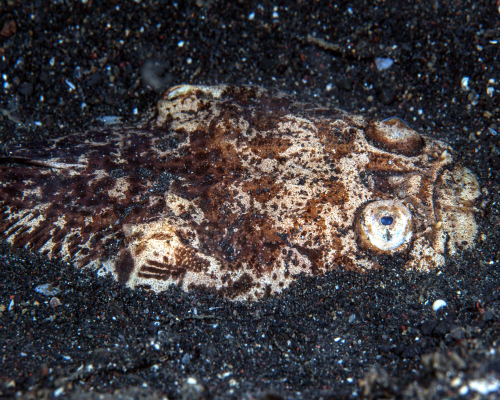 L'uranoscope réticulé (Dactyloscopus foraminosus) L'uranoscope réticulé (Dactyloscopus foraminosus)