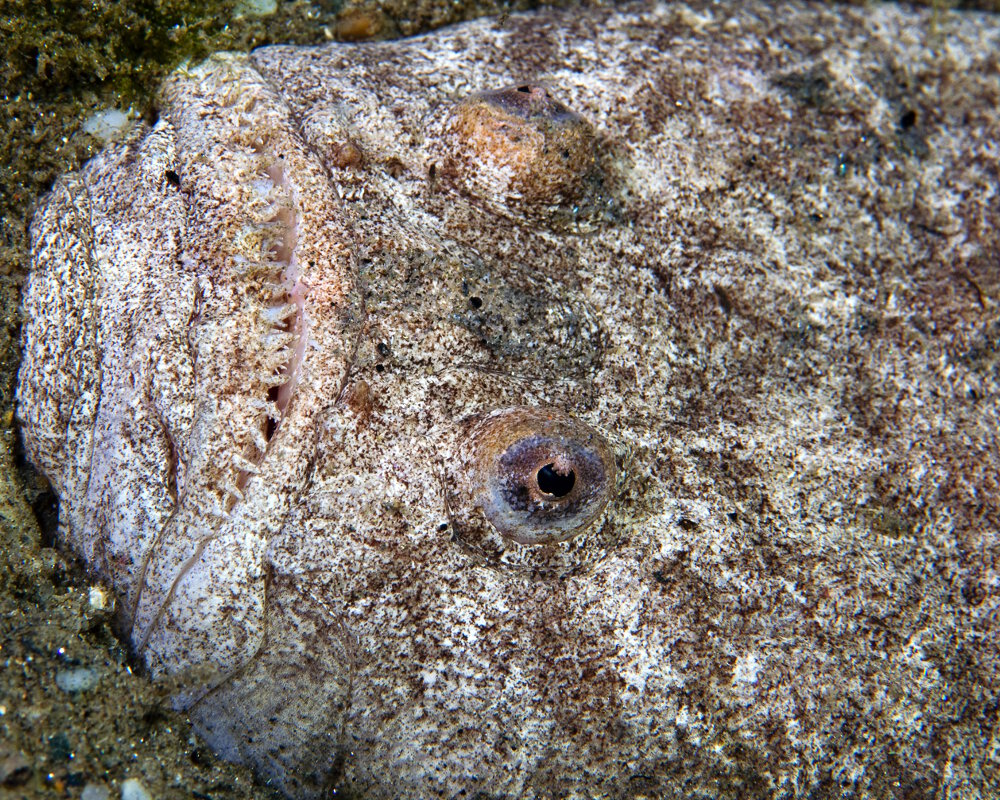L'uranoscope (Uranoscopus scaber)