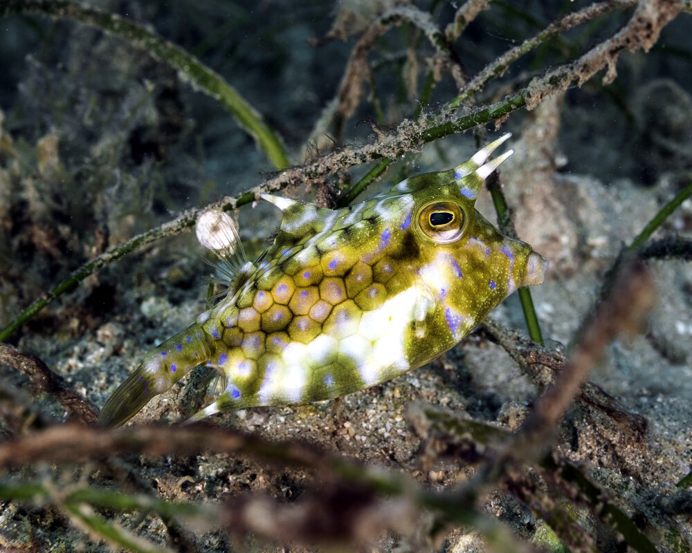 A thornback cowfish hiding in the sea grass with its patterned skin and boxy body