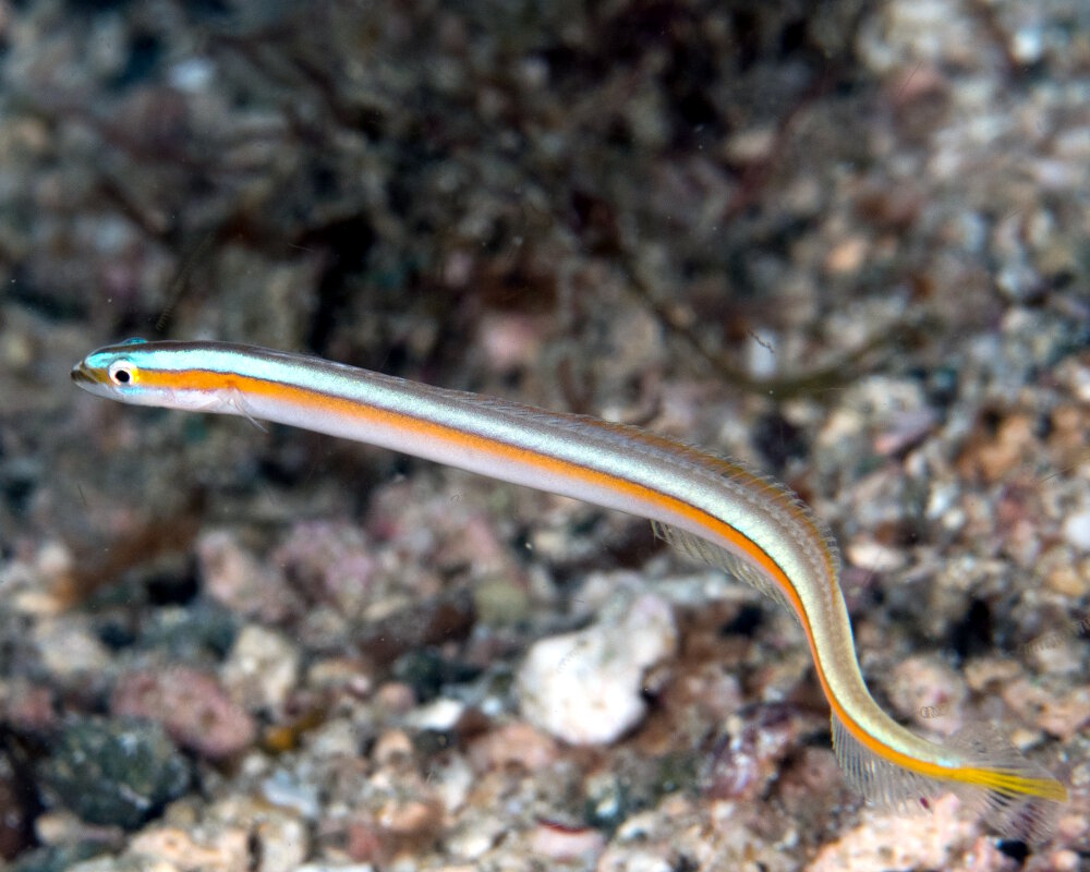 Le poisson ver à ligne jaune (Gunnellichthys viridescens)