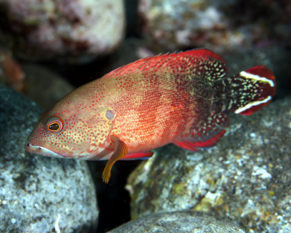 La vieille aile noire (Cephalopholis urodeta)