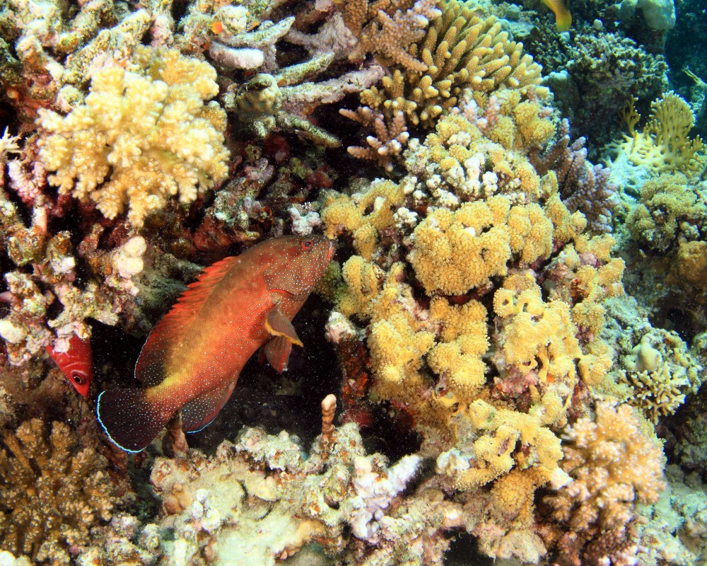 A halfspotted grouper (<em>Cephalopholis hemistiktos</em>) hiding in a crevice in the coral reef in Marsa Alam, Red Sea, Egypt