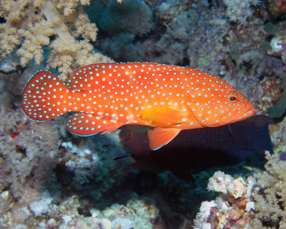 Découvrez le poisson-vieille de corail (Cephalopholis miniata), un mérou coloré des récifs de l'Indo-Pacifique reconnaissable à sa robe rouge orangé ponctuée de petites taches bleues.