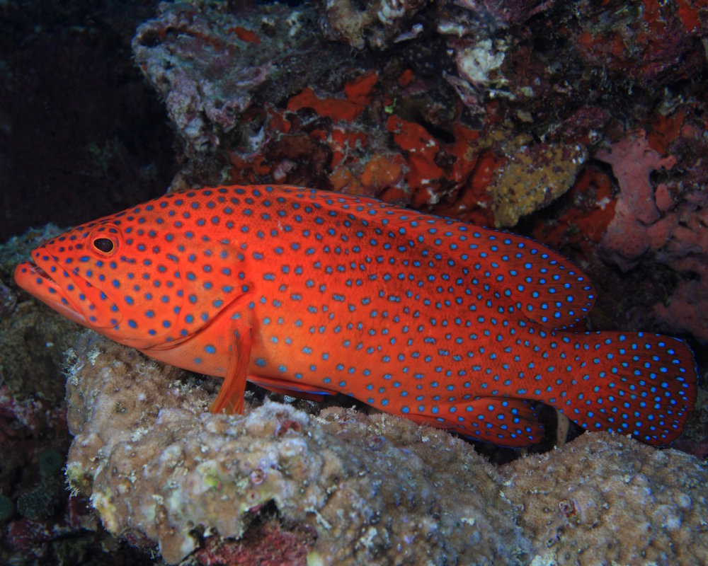 The coral hind (Cephalopholis miniata)