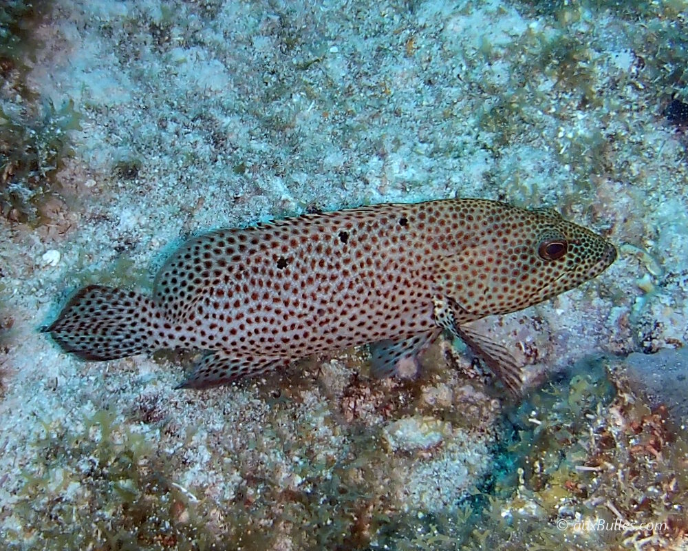 La vieille de roche (Cephalopholis cruentata)