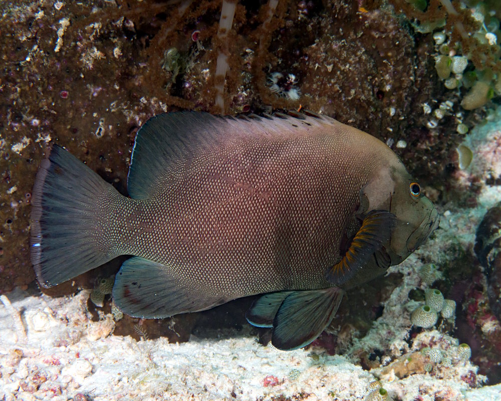 La vieille Roga (Aethaloperca rogaa)