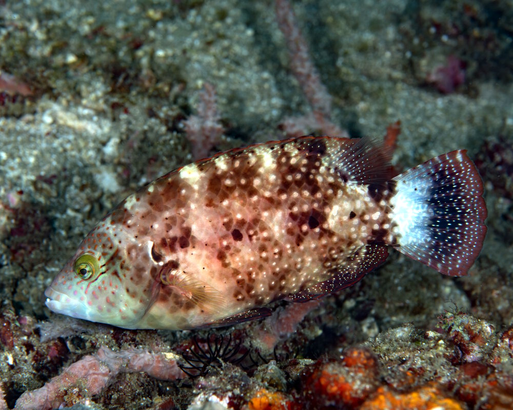 The floral wrasse (Cheilinus chlorourus) The floral wrasse (Cheilinus chlorourus)