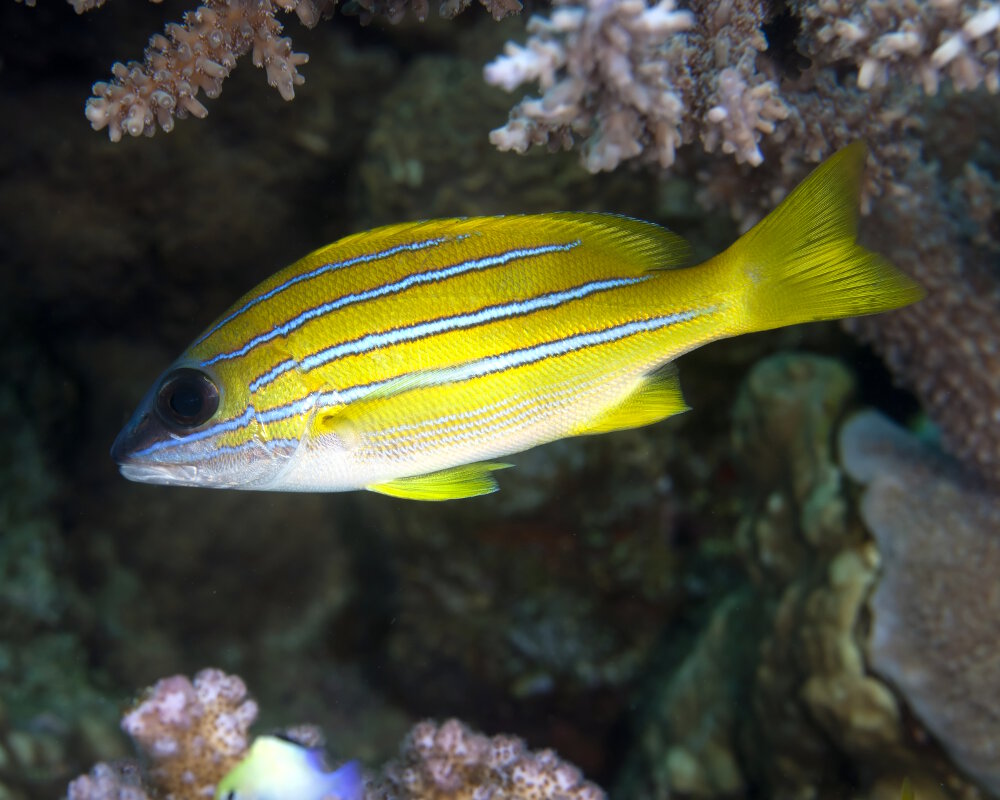 The common bluestripe snapper (Lutjanus kasmira)