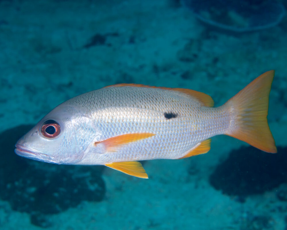 Le vivaneau à tache noire (Lutjanus monostigma) Le vivaneau à tache noire (Lutjanus monostigma)