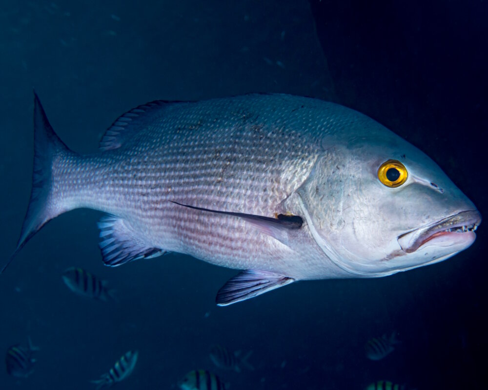 The two-spot red snapper (Lutjanus bohar)
