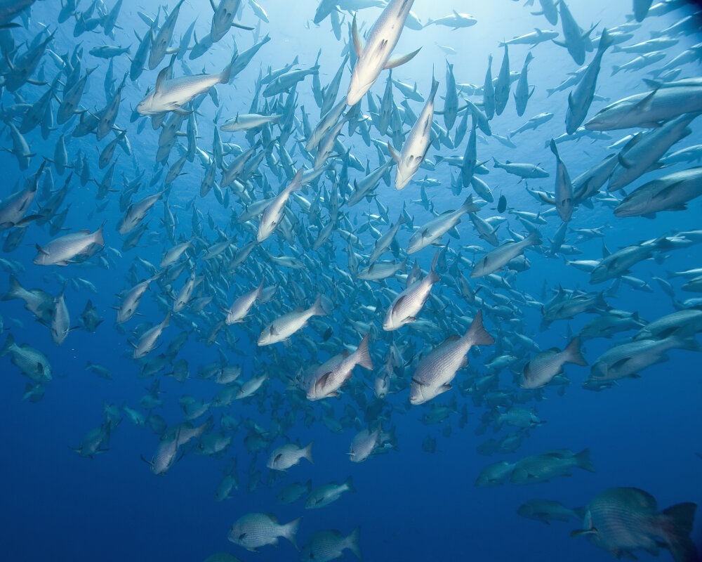 The mangrove red snapper (Lutjanus argentimaculatus)