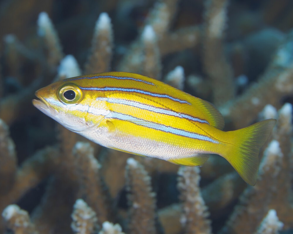 The Bengal snapper (Lutjanus bengalensis) The Bengal snapper (Lutjanus bengalensis)