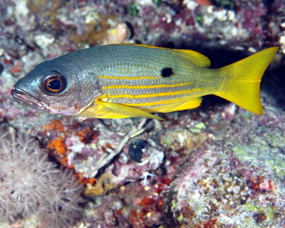 Le vivaneau encrier (Lutjanus ehrenbergii)